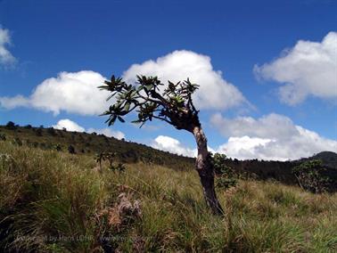 Bandarawela,_World`s_End,_DSC06987C_H600